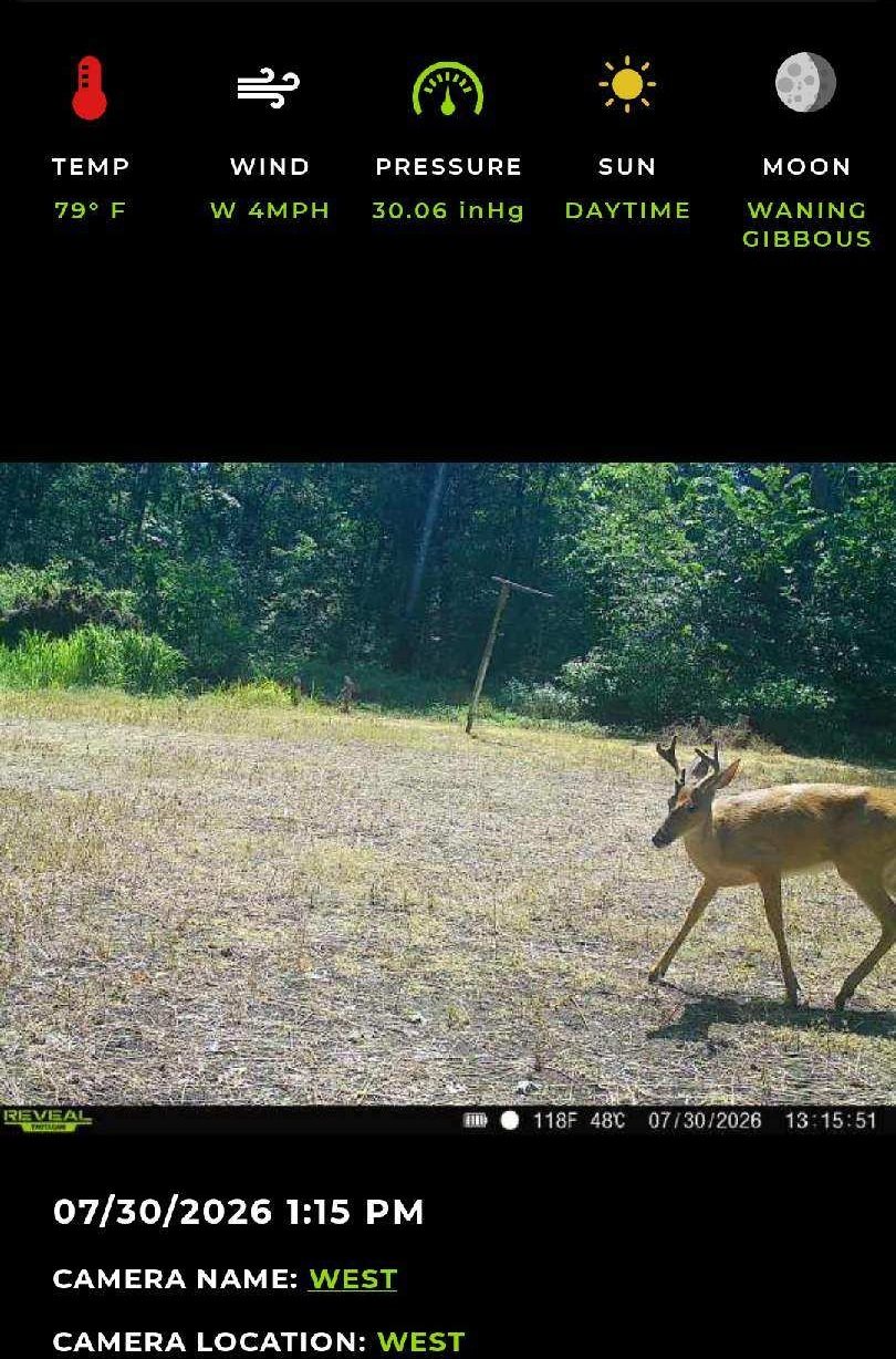 Look at this guy walking in the food plot!